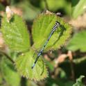 IMG_0056_Coenagrion_puella